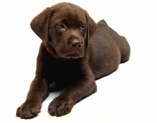 Chocolate pup, 